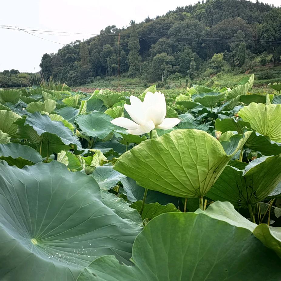 恩惠以琳