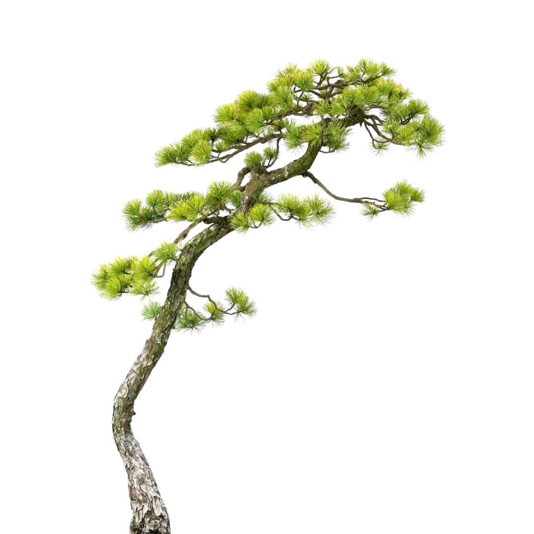 念雪归尘