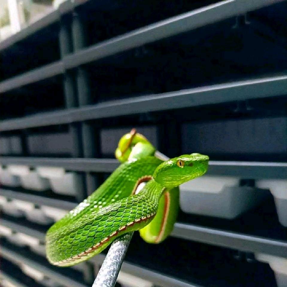 爬宠的窝（七级灯牌送小蛇）