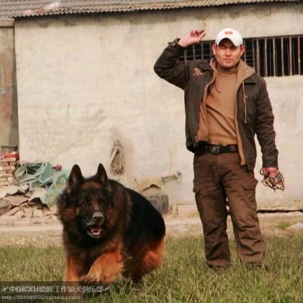 皖北晓晖工作犬繁育基地