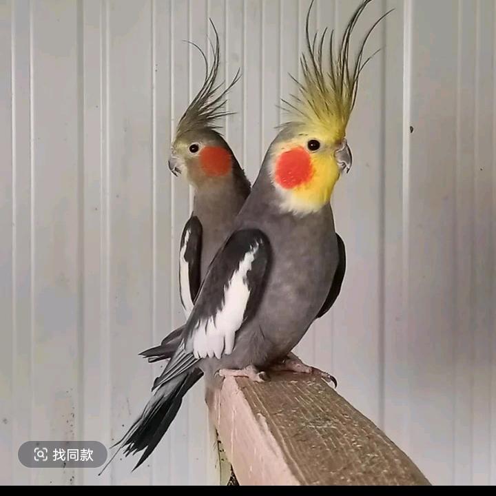 为缘而来