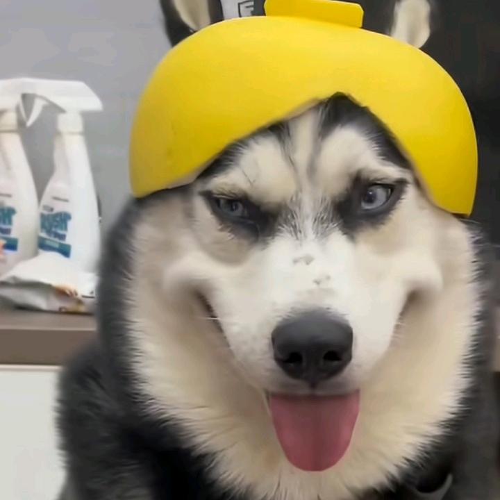 茉楠
