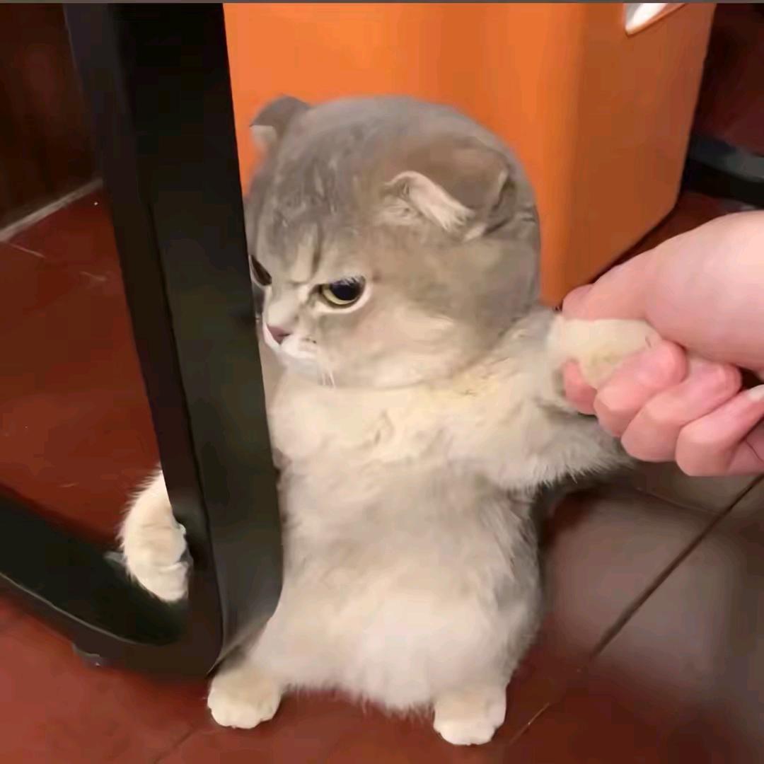 邱邱