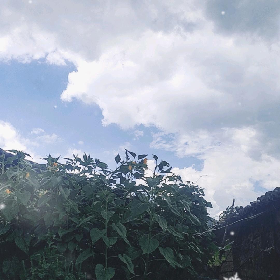农村向阳花