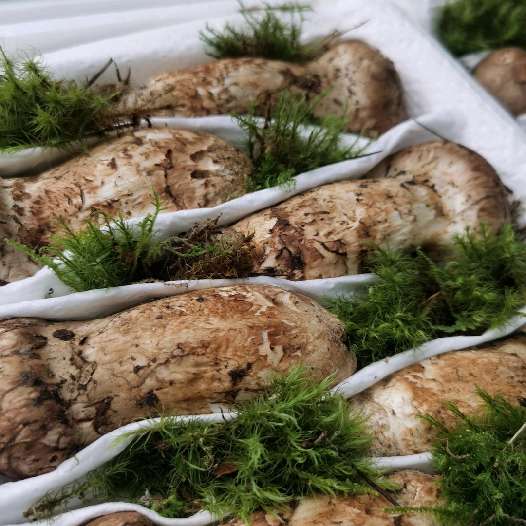 云茸珍源香格里拉松茸