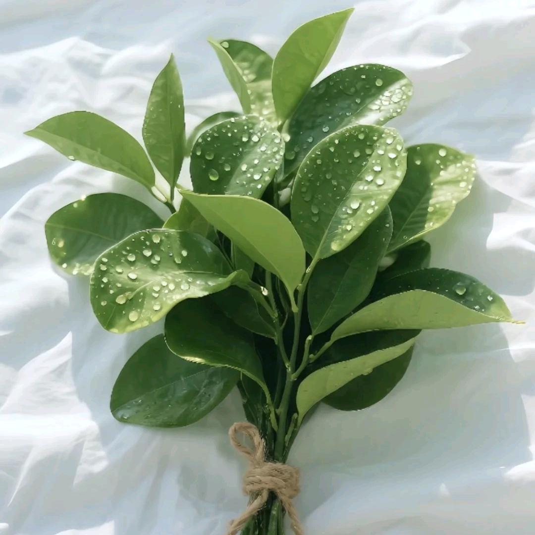 闻心悟道～贝佳