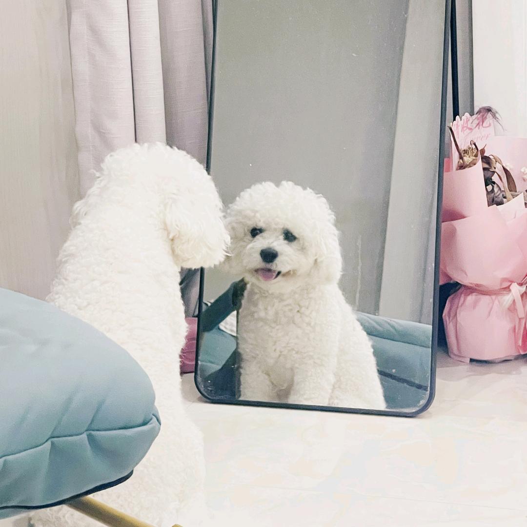 胖虎的幸福日常