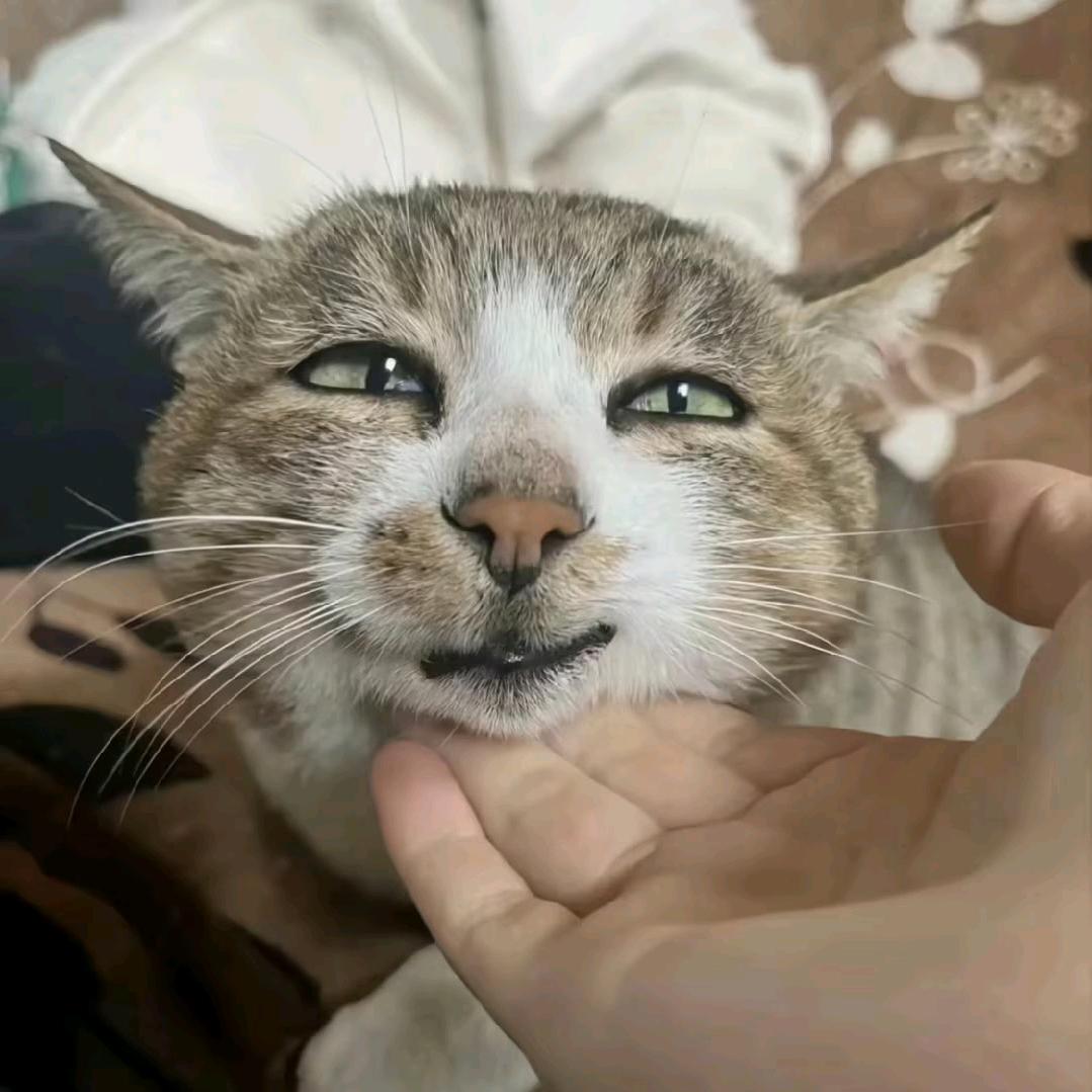 黄金飞侠