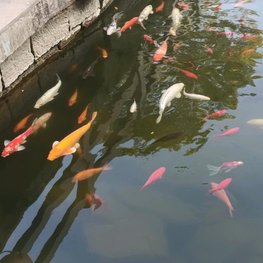 一帆丰顺紫气东来