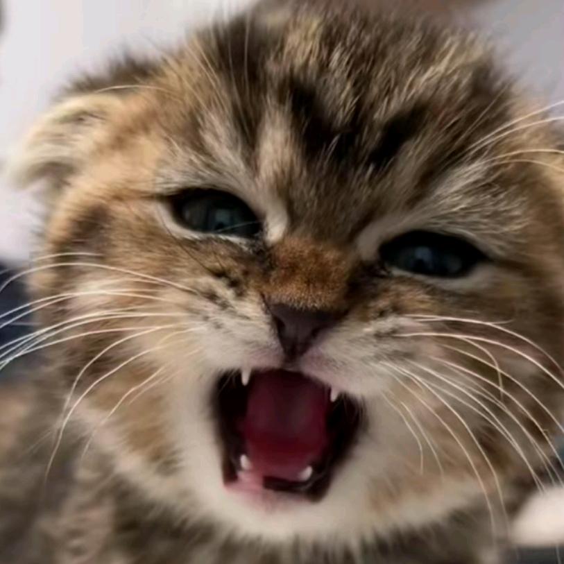 馋猫₍˄·͈༝·͈˄*₎◞ ̑̑