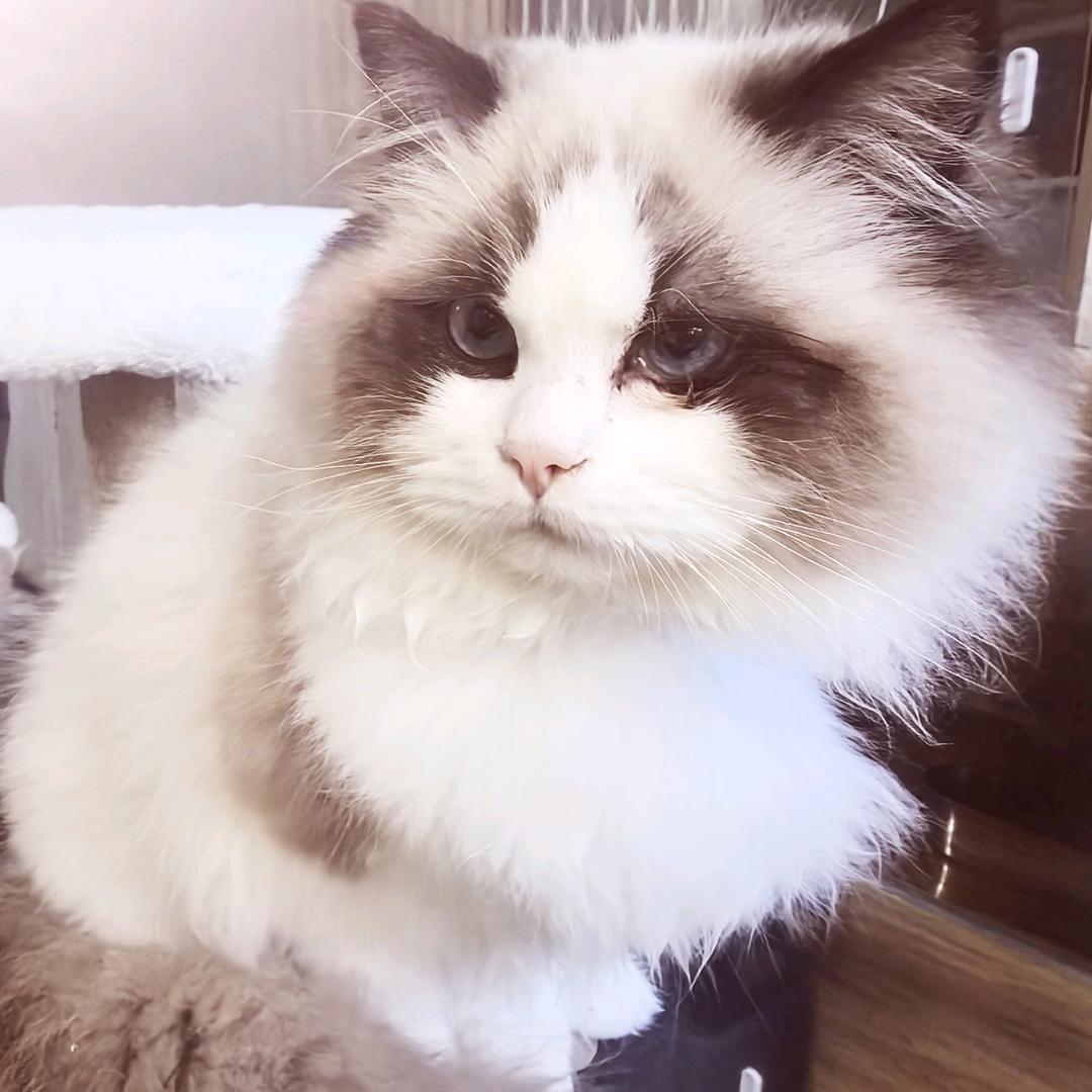A禾白二少奇喵屋