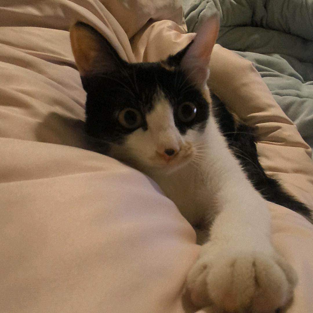 笨蛋小猫是小花