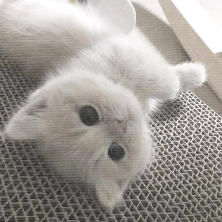 罹呀罹(●—●)