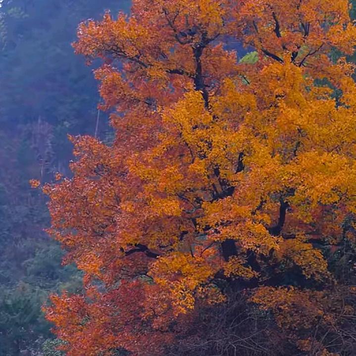 爱吃榴莲的女孩