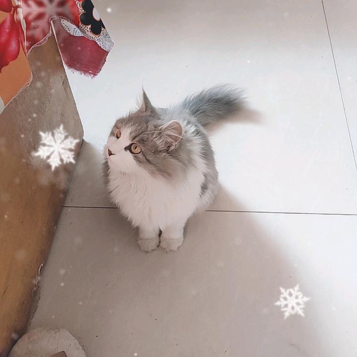 奶瓶（三角洲）