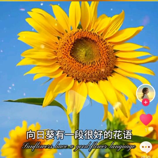 袁袁