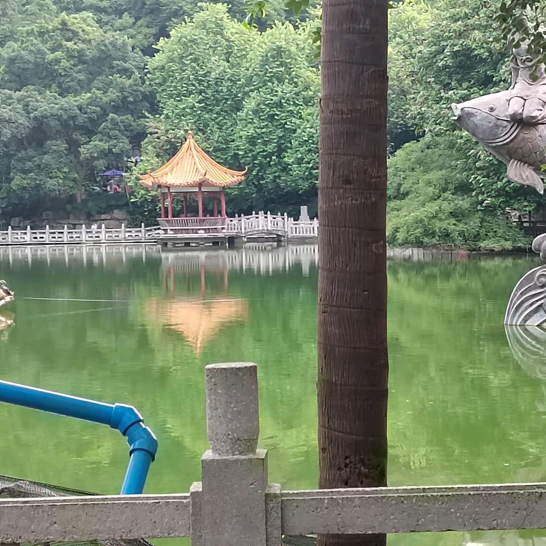 龍