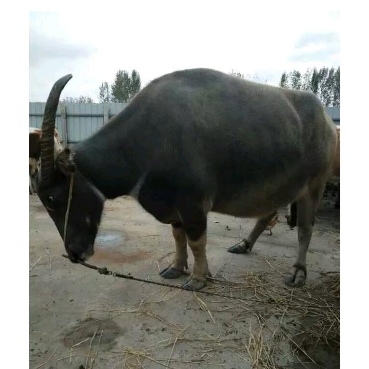 滨淮文哥卖水牛肉