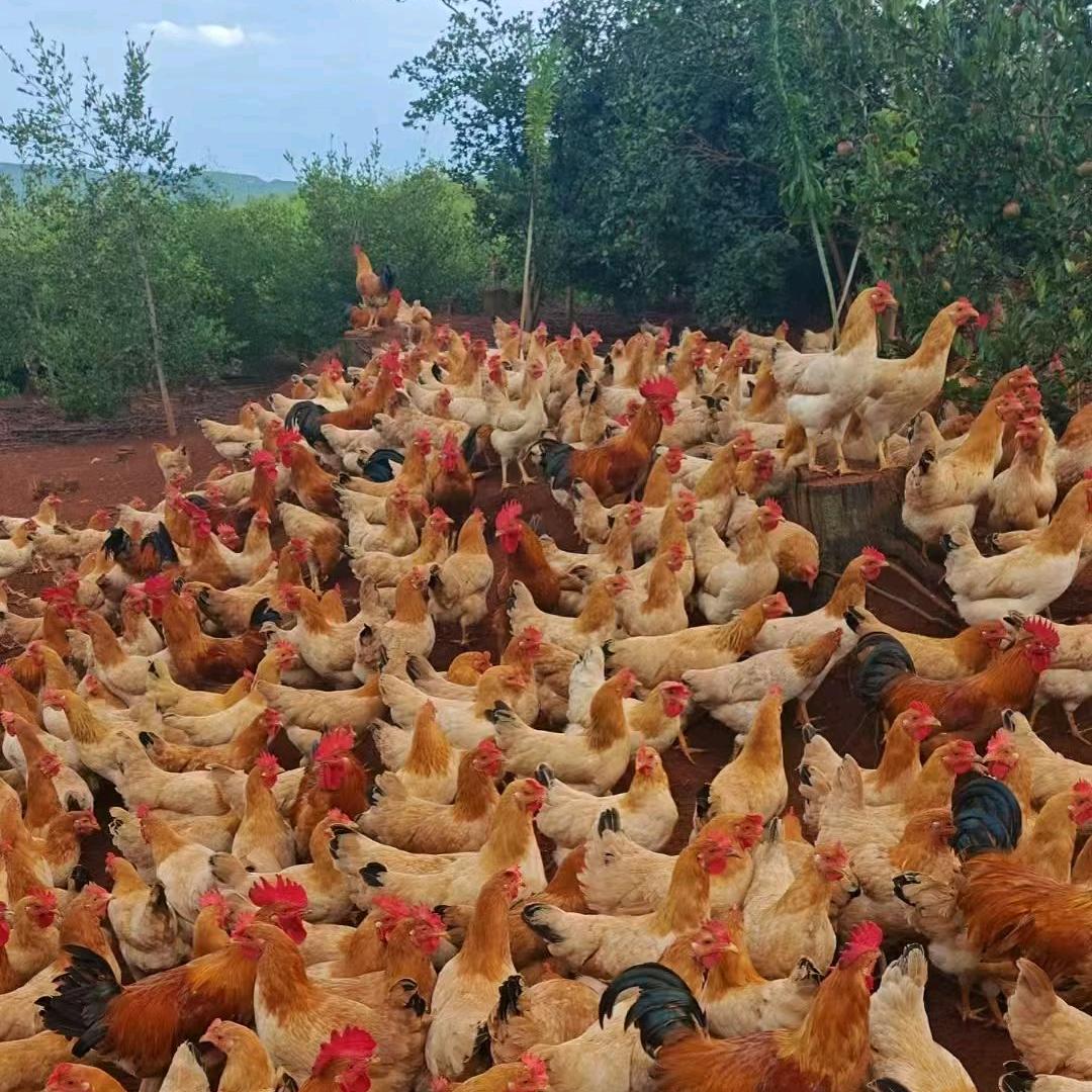 衡山鸡司令（橱窗有好物）