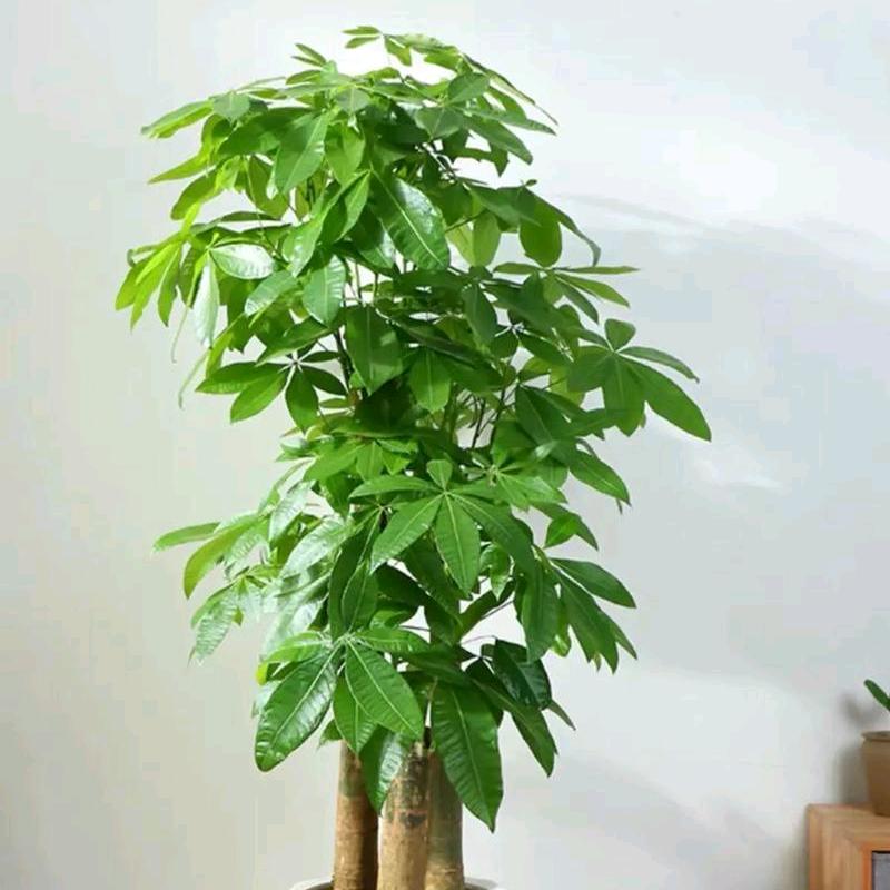 发财树盆栽园艺