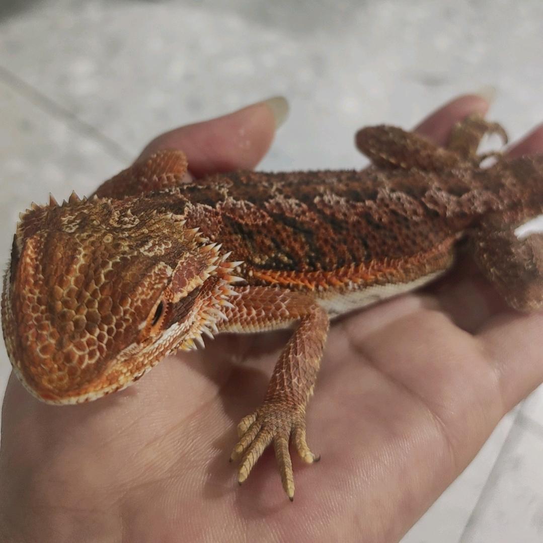 洛阳活体昆虫馆珍珠