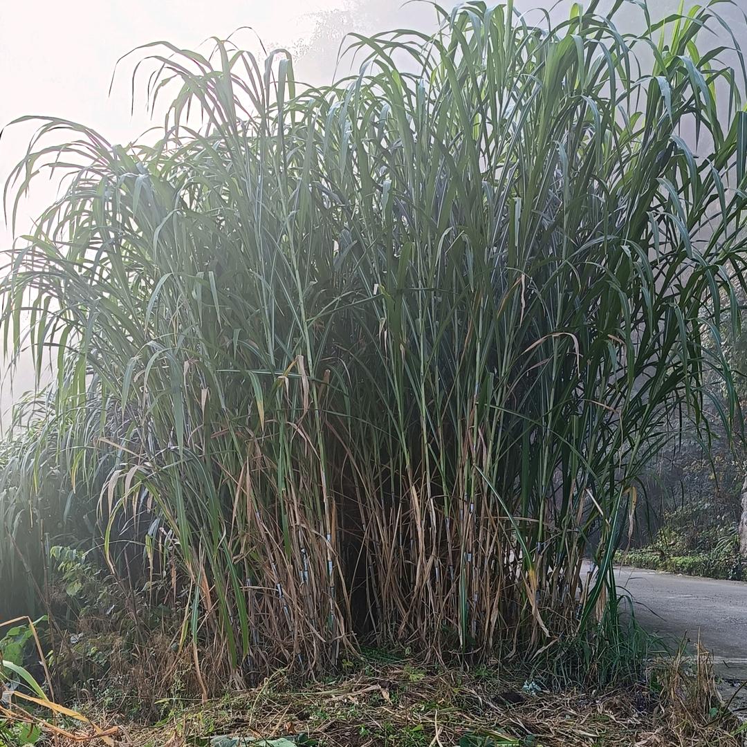 九龙山生态养殖小刚哥