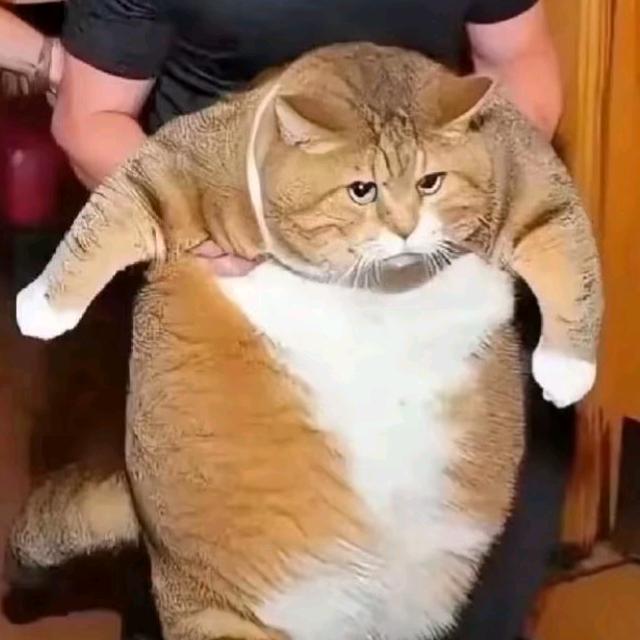 君不见