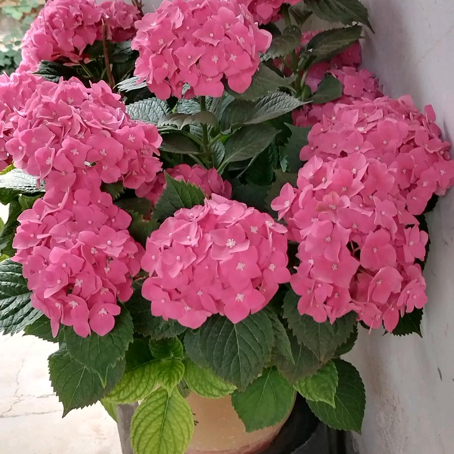 花好月园