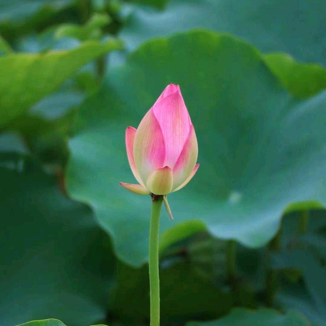 悟经德道