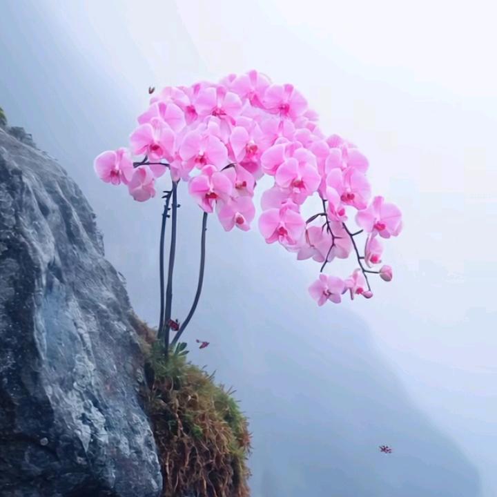 🌹❤孤芳自赏🌹❤