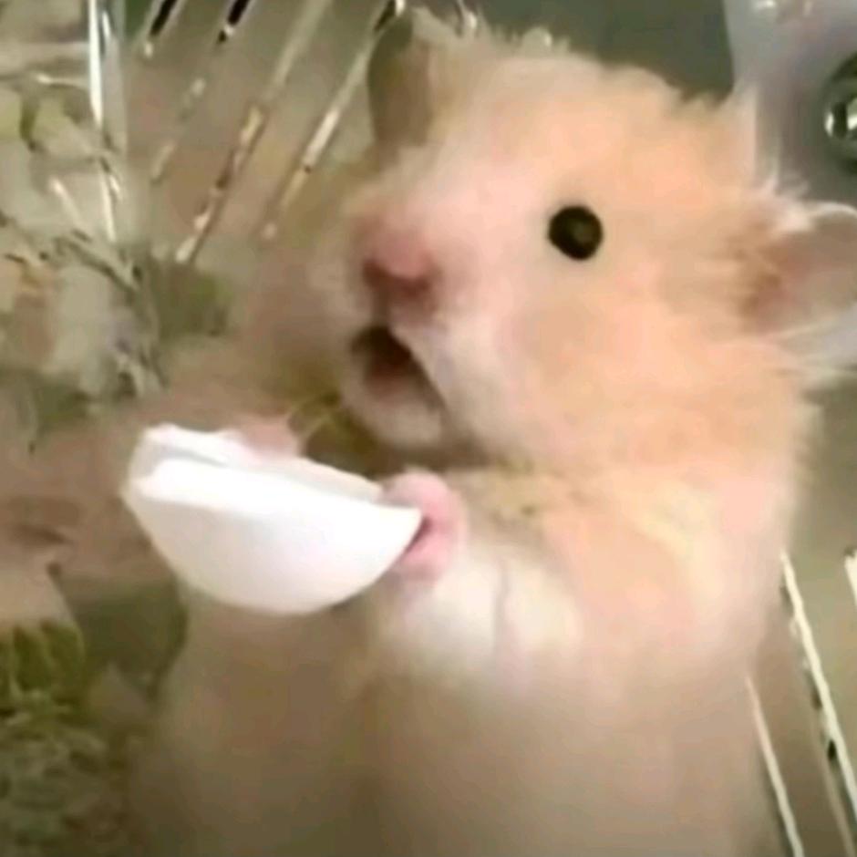 栋栋隆栋²⁰²⁵🇮 🇴 🇻 🇪