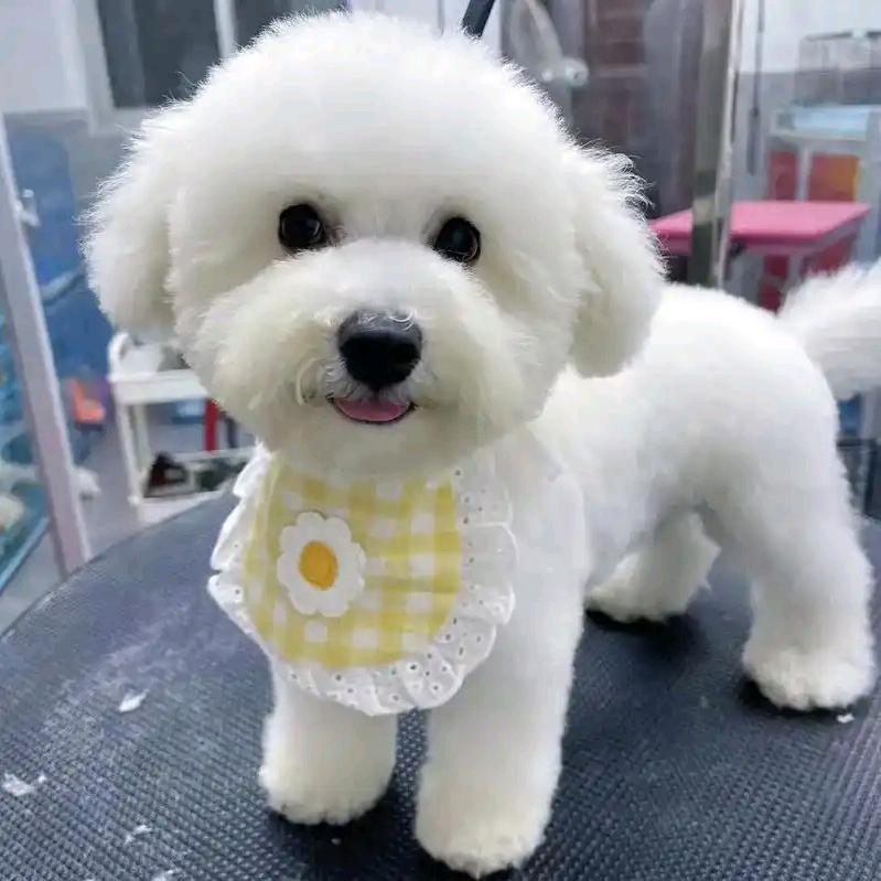 莒县宠多多犬舍