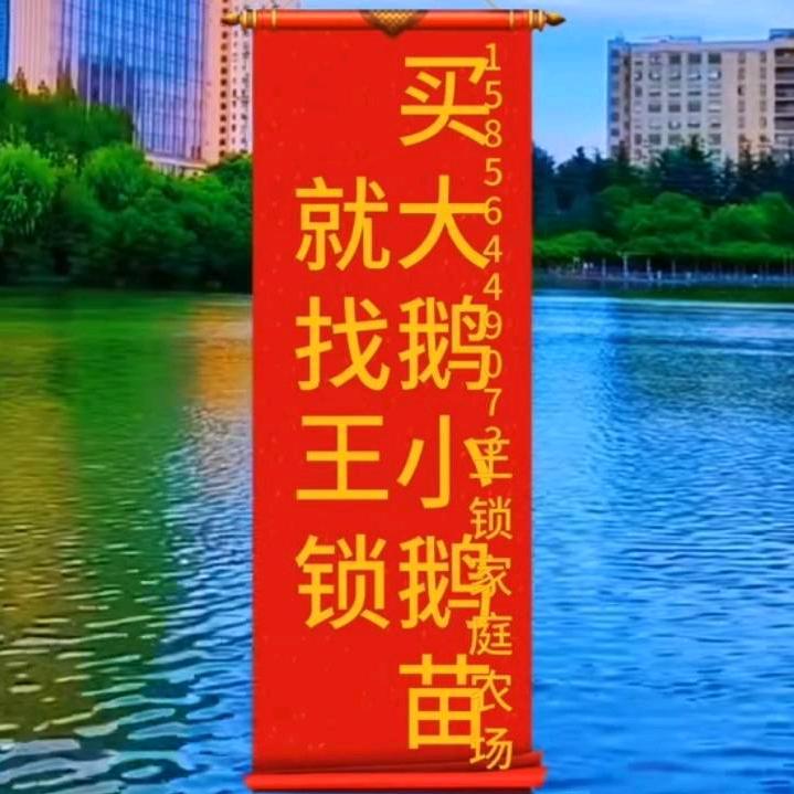 王锁专业养鹅出售皖西大白鹅苗