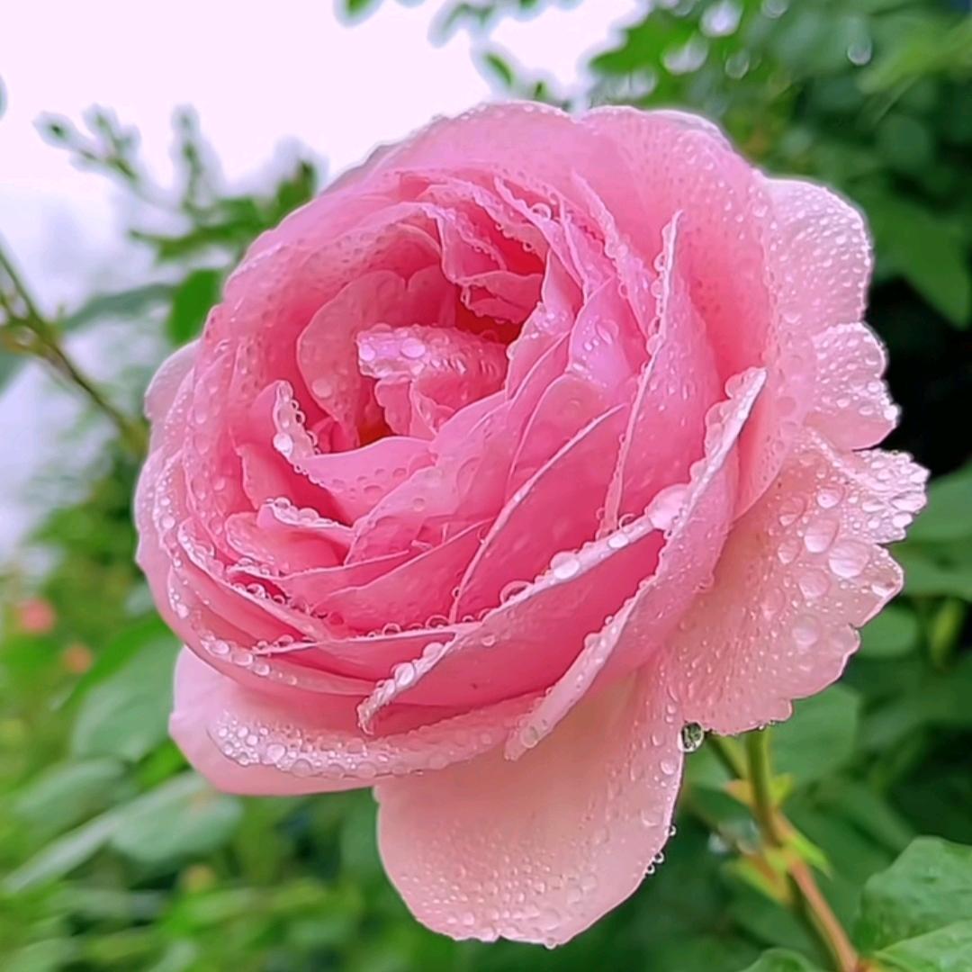啊英🐮🌷
