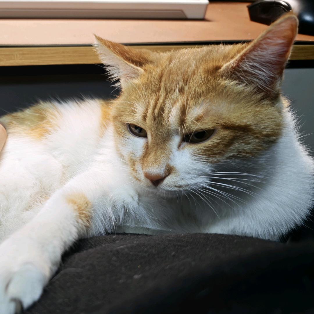 放肆的第二人生🥕