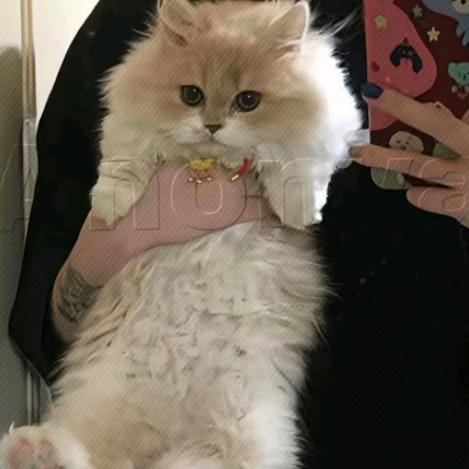 枳橘