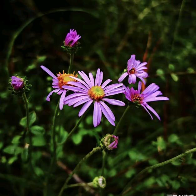 🌸樱花飘落🌸