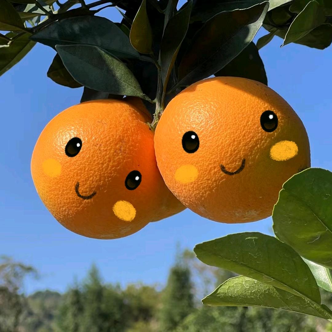 赣南菜篮子