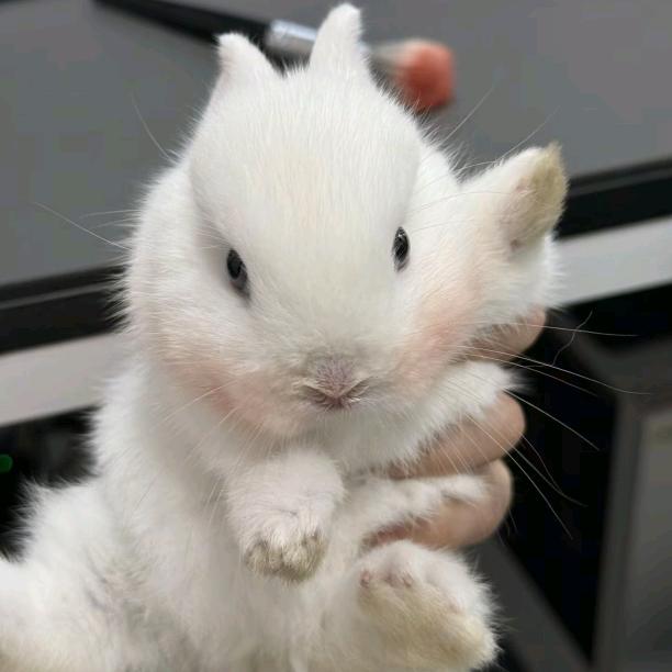 咔咔咔