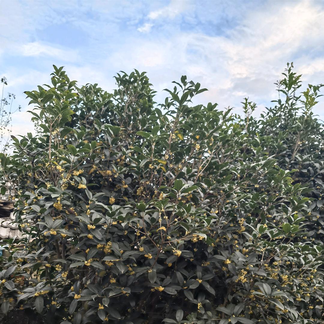 岁月静好🌹🌹