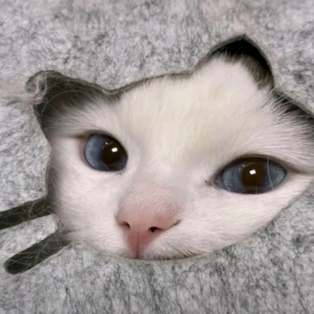 别动我的齐刘海