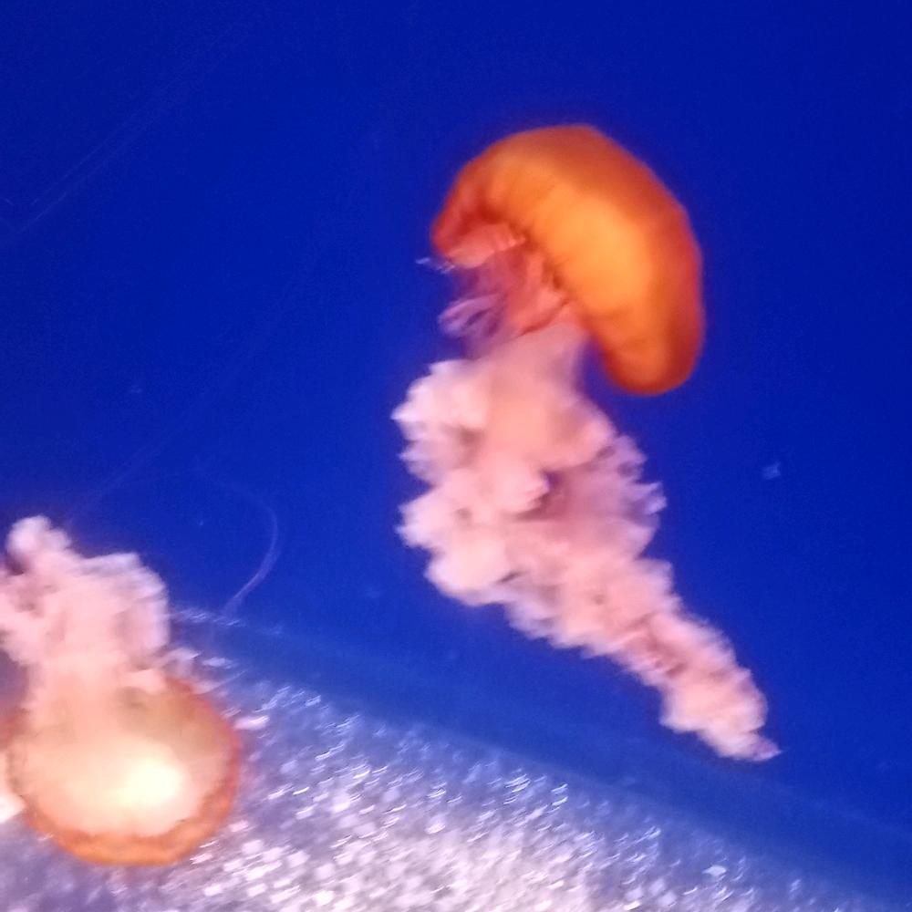 水