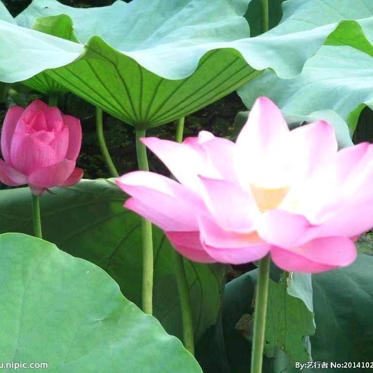一路长虹🌹🌹🌹