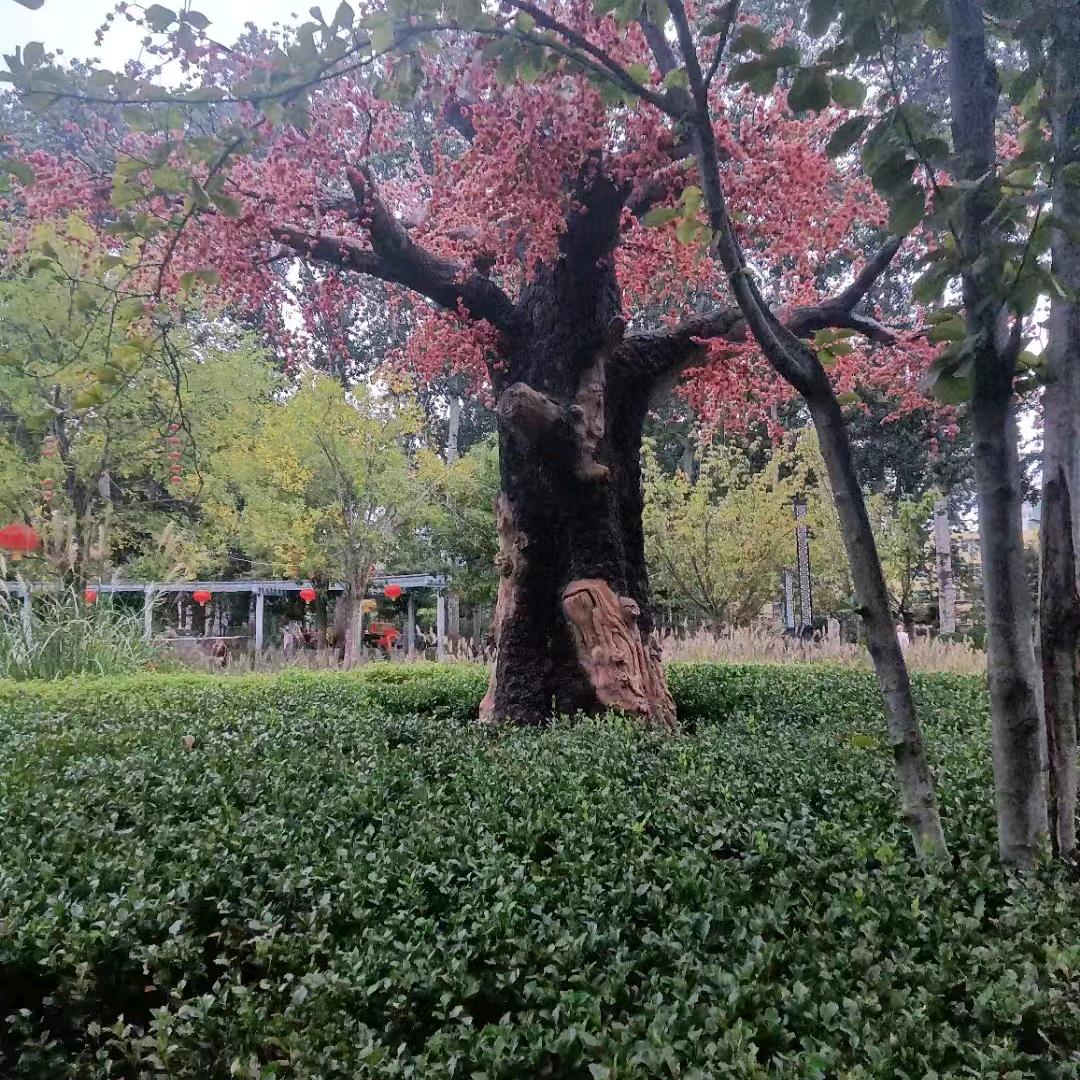 零食总动员