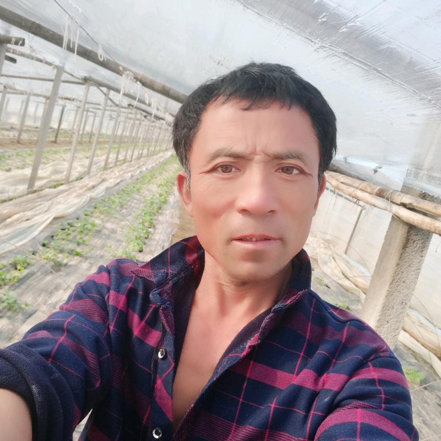 临河甜瓜歌荣爱军