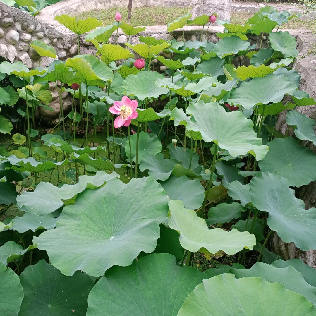 陕西人