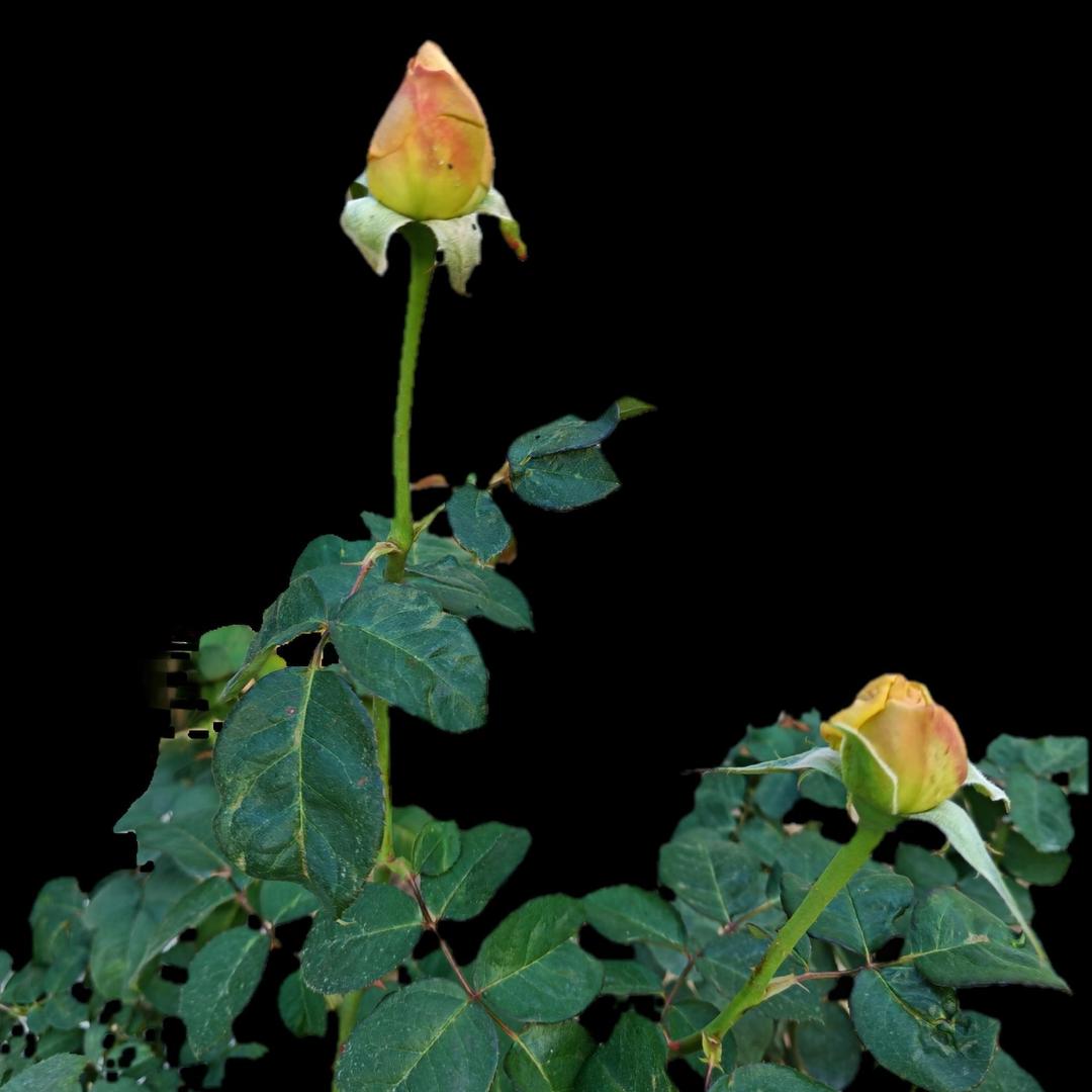 哪有岁月静好，只有平安健康