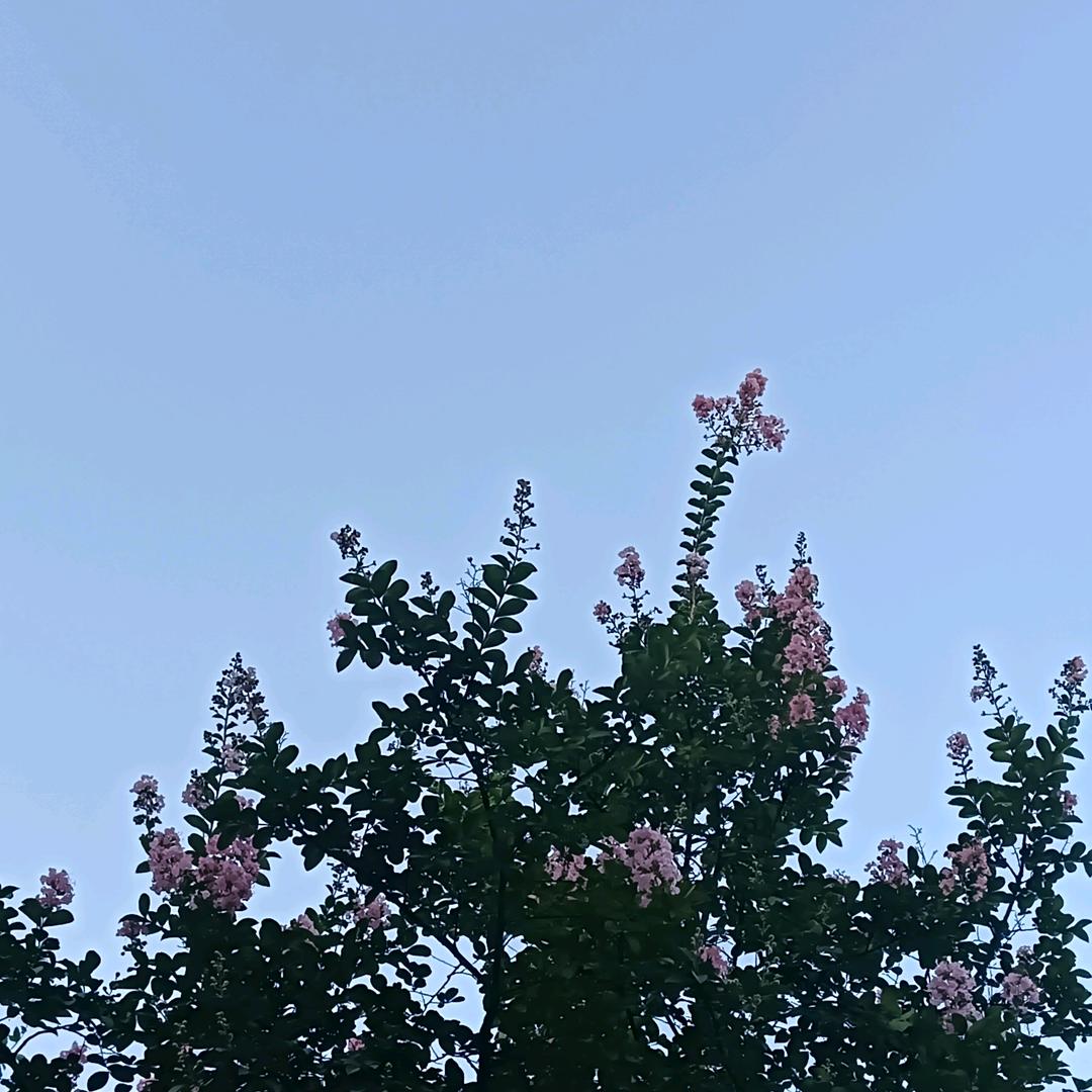 壳壳