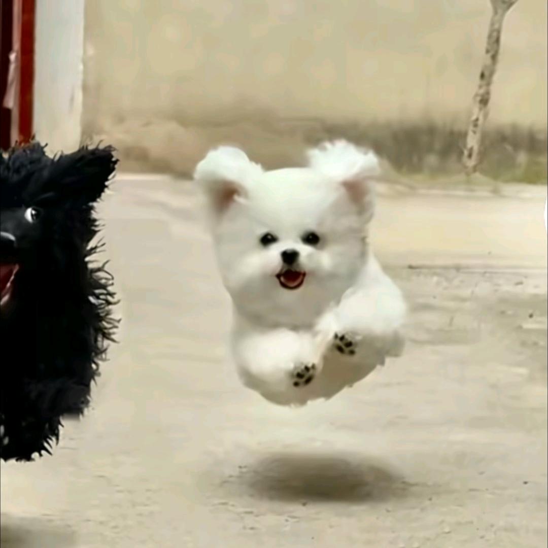 布丁.