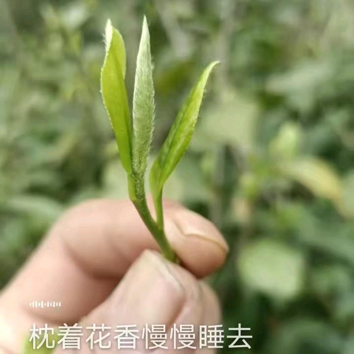 🌾从南到北🌾